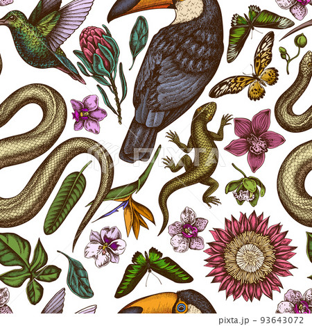 Tropical animals seamless pattern background design. Engraved style. Hand drawn snake, lizard, hummingbird, toucan, rajah brooke's birdwing, african giant swallowtail, monstera, strelitzia, protea 93643072