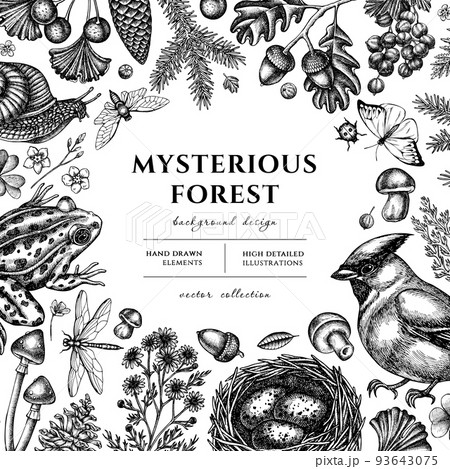 Mysterious forest hand drawn illustration design. Background with sketch waxwing, snail, nest, pool frog, moss, spruce branch, pine cones, chamomile, mushrooms, insect, porcini, red currant, oak Mysterious forest hand drawn illustration design. Background with sketch waxwing, snail, nest, pool frog, moss, spruce branch, pine cones, chamomile, mushrooms, insect, porcini, red currant, oak 93643075
