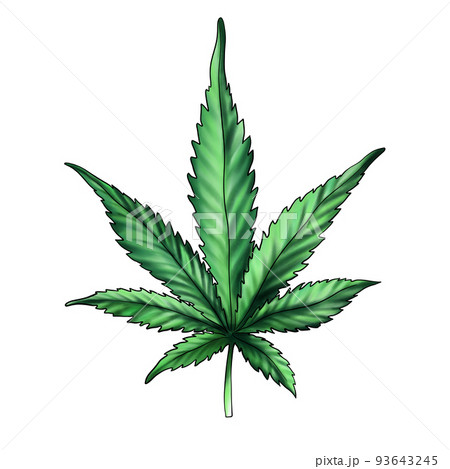 cannabis leaf isolated on a white background. Green marijuana leaf 93643245