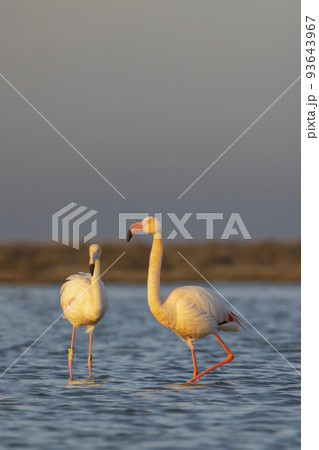 Flamingo in Parc Naturel regional de Camargue, Provence, France 93643967
