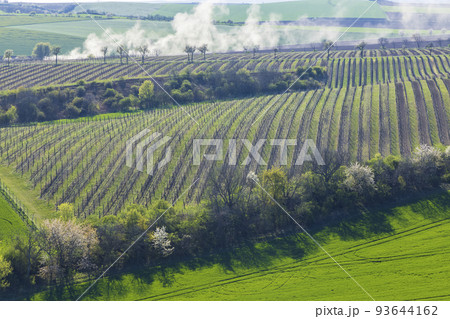 Spring vineyard near Lampelberk, Znojmo region, Southern Moravia, Czech Republic Spring vineyard near Lampelberk, Znojmo region, Southern Moravia, Czech Republic 93644162