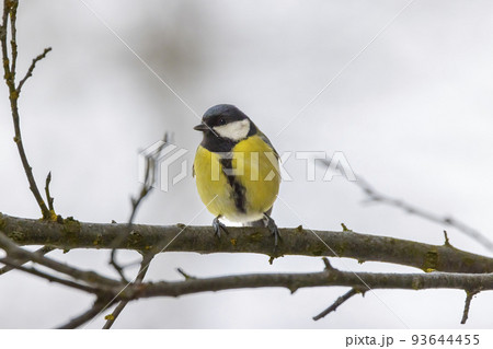 Great tit near National park Podyji, Southern Moravia, Czech Republic Great tit near National park Podyji, Southern Moravia, Czech Republic 93644455