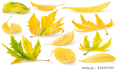 Collection of isolated yellow autumn leaves on the ground Collection of isolated yellow autumn leaves on the ground 93644595