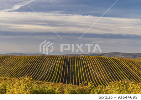 Autumn vineyard near Velke Bilovice, Southern Moravia, Czech Republic Autumn vineyard near Velke Bilovice, Southern Moravia, Czech Republic 93644695
