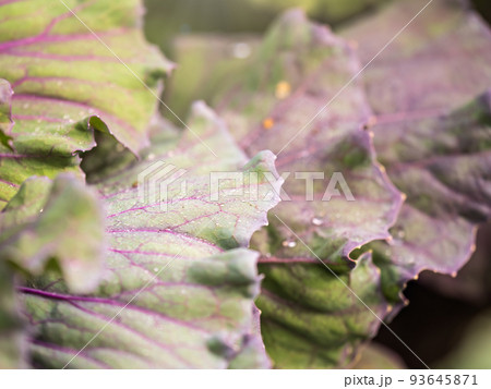 Close up of endless field with green leaves and purple veins of red cabbage plants. Close up of endless field with green leaves and purple veins of red cabbage plants. 93645871