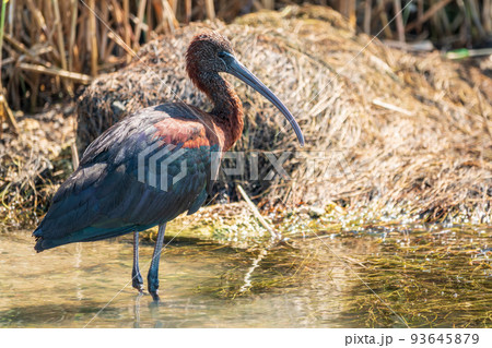 The glossy ibis, latin name Plegadis falcinellus, searching for food in the shallow lagoon. The glossy ibis, latin name Plegadis falcinellus, searching for food in the shallow lagoon. 93645879