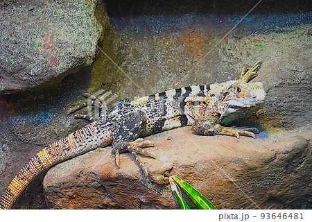 自然に紛れるトカゲ 93646481