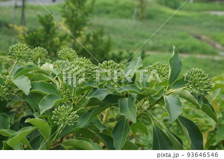 カクレミノの蕾・2022年夏 93646546