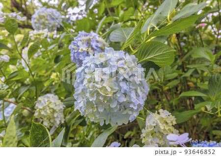 アジサイ (6月 矢田寺) アジサイ (6月 矢田寺) 93646852