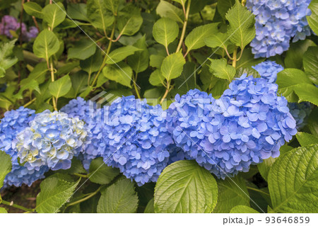 アジサイ　(6月　矢田寺) 93646859