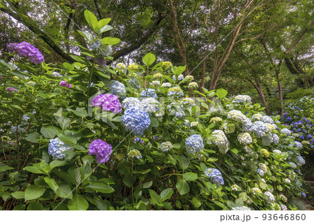 アジサイ　(6月　矢田寺) 93646860