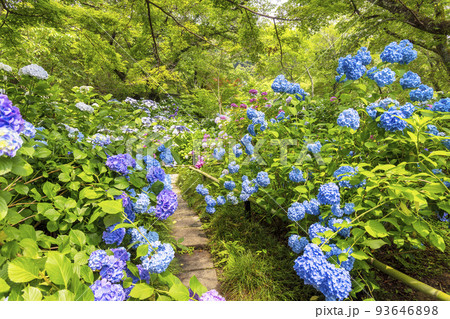 アジサイ (6月 矢田寺) アジサイ (6月 矢田寺) 93646898