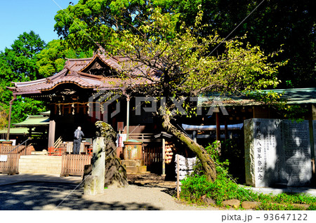 代々木八幡宮境内初秋の風景 代々木八幡宮境内初秋の風景 93647122