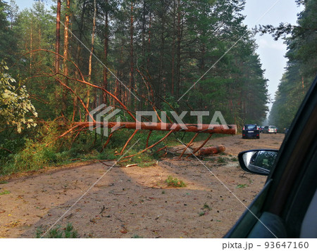 Fallen tree as an aftermath of a hurricane. Road block with toppled tree and awaiting cars Fallen tree as an aftermath of a hurricane. Road block with toppled tree and awaiting cars 93647160