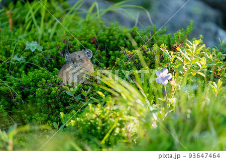 花のある高山植物に囲まれたガレ場で日向ぼっこするエゾナキウサギ 花のある高山植物に囲まれたガレ場で日向ぼっこするエゾナキウサギ 93647464