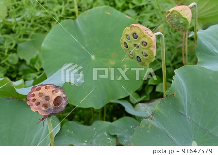 ハスの果托 93647579
