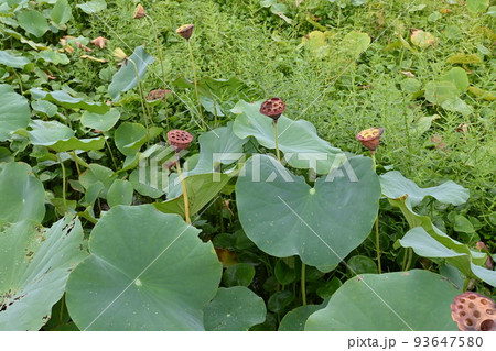 ハスの果托 93647580