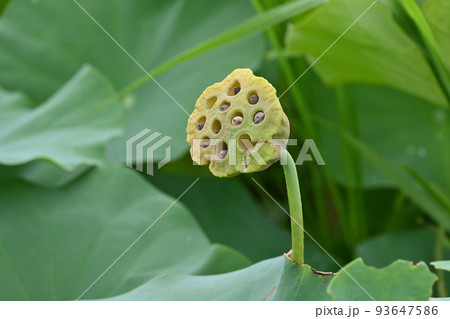 ハスの果托 ハスの果托 93647586