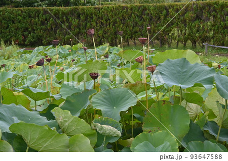 ハスの果托 93647588