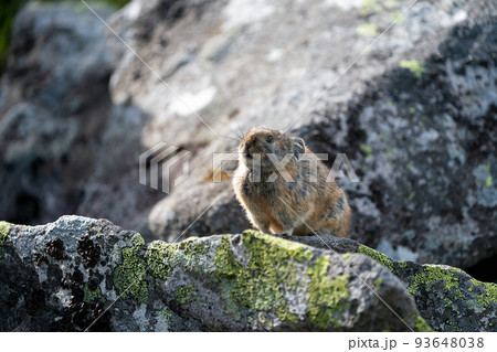 朝のガレ場で瞑想するエゾナキウサギ 93648038
