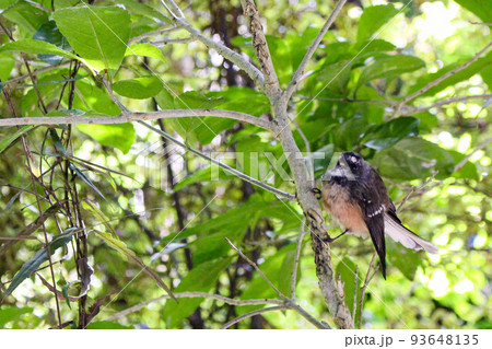【クライストチャーチ】リッカートンブッシュ　野鳥 93648135