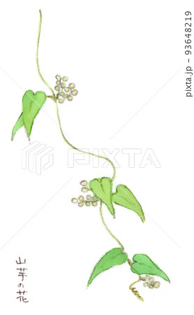 夏〜秋の草花：山芋（ヤマイモ、自然薯）の花の水彩画イラスト 93648219