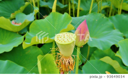 陽ざしの中終焉を迎える蓮とつぼみの花 夏の蓮池 古河 陽ざしの中終焉を迎える蓮とつぼみの花 夏の蓮池 古河 93649034