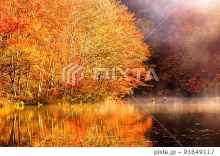 紅葉のピークとなった曲沢沼の朝霧の絶景(福島県裏磐梯、11月上旬) 93649117