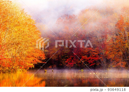 紅葉のピークとなった曲沢沼の朝霧の絶景(福島県裏磐梯、11月上旬) 93649118
