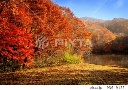 紅葉のピークとなった曲沢沼(福島県裏磐梯、11月上旬) 紅葉のピークとなった曲沢沼(福島県裏磐梯、11月上旬) 93649125