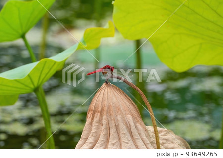 枯れたハスにとまってくつろぐショウジョウトンボ 93649265