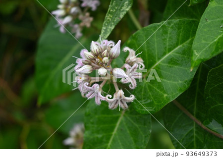 ガガイモの花 93649373