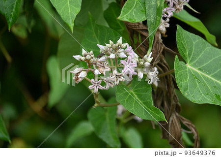 ガガイモの花 93649376