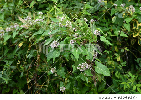 ガガイモの花 93649377