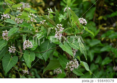 ガガイモの花 93649379