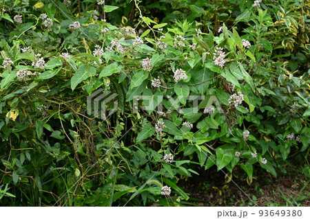 ガガイモの花 93649380