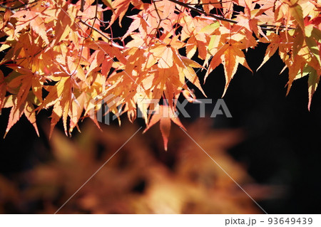 黄金色に輝く美しい秋の紅葉 黄金色に輝く美しい秋の紅葉 93649439