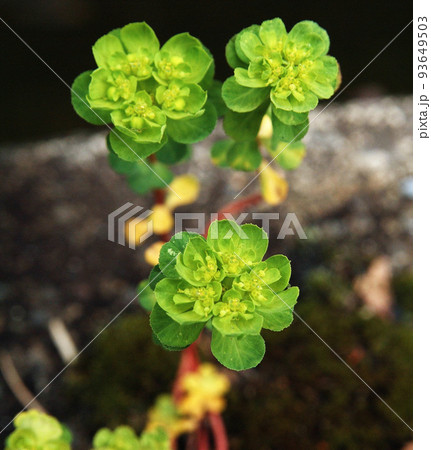 植物イメージ 93649503