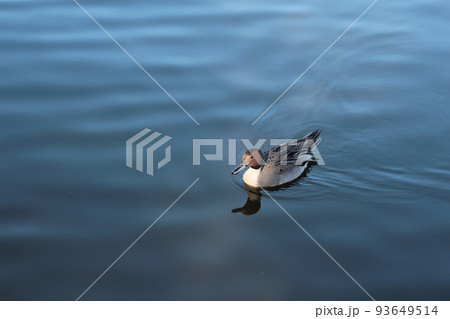 池の鴨 93649514