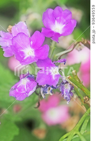 花 93649559