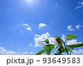 青空とひまわりの花　太陽の日差し　夏イメージ 93649583