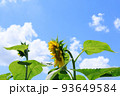青空とひまわりの花　太陽の日差し　夏イメージ 93649584