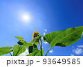 青空とひまわりの花　太陽の日差し　夏イメージ 93649585
