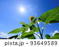 青空とひまわりの花　太陽の日差し　夏イメージ 93649589
