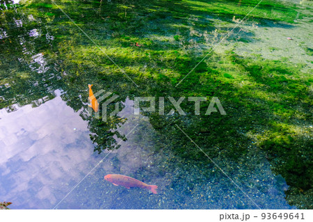 池に映る空と鯉 93649641
