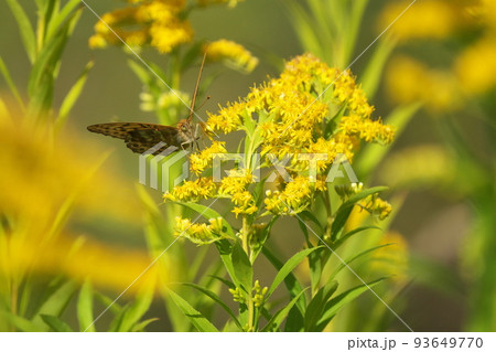 セイタカアワダチソウの花の蜜を吸うミドリヒョウモン セイタカアワダチソウの花の蜜を吸うミドリヒョウモン 93649770