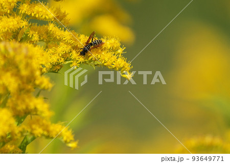 セイタカアワダチソウの花に来たカリバチ セイタカアワダチソウの花に来たカリバチ 93649771