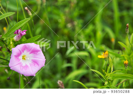 お花畑 お花畑 93650288