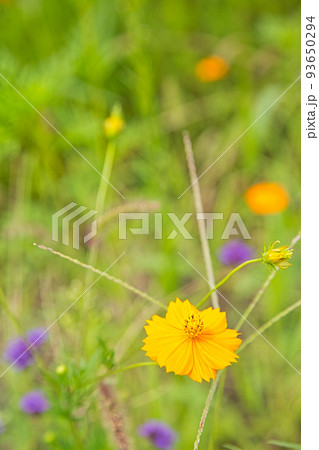 お花畑 93650294