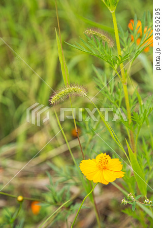 お花畑 93650295